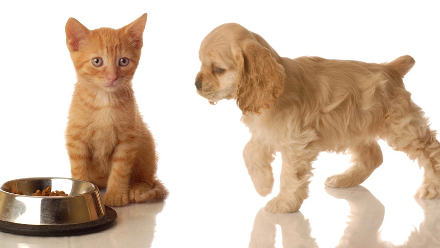 pet food