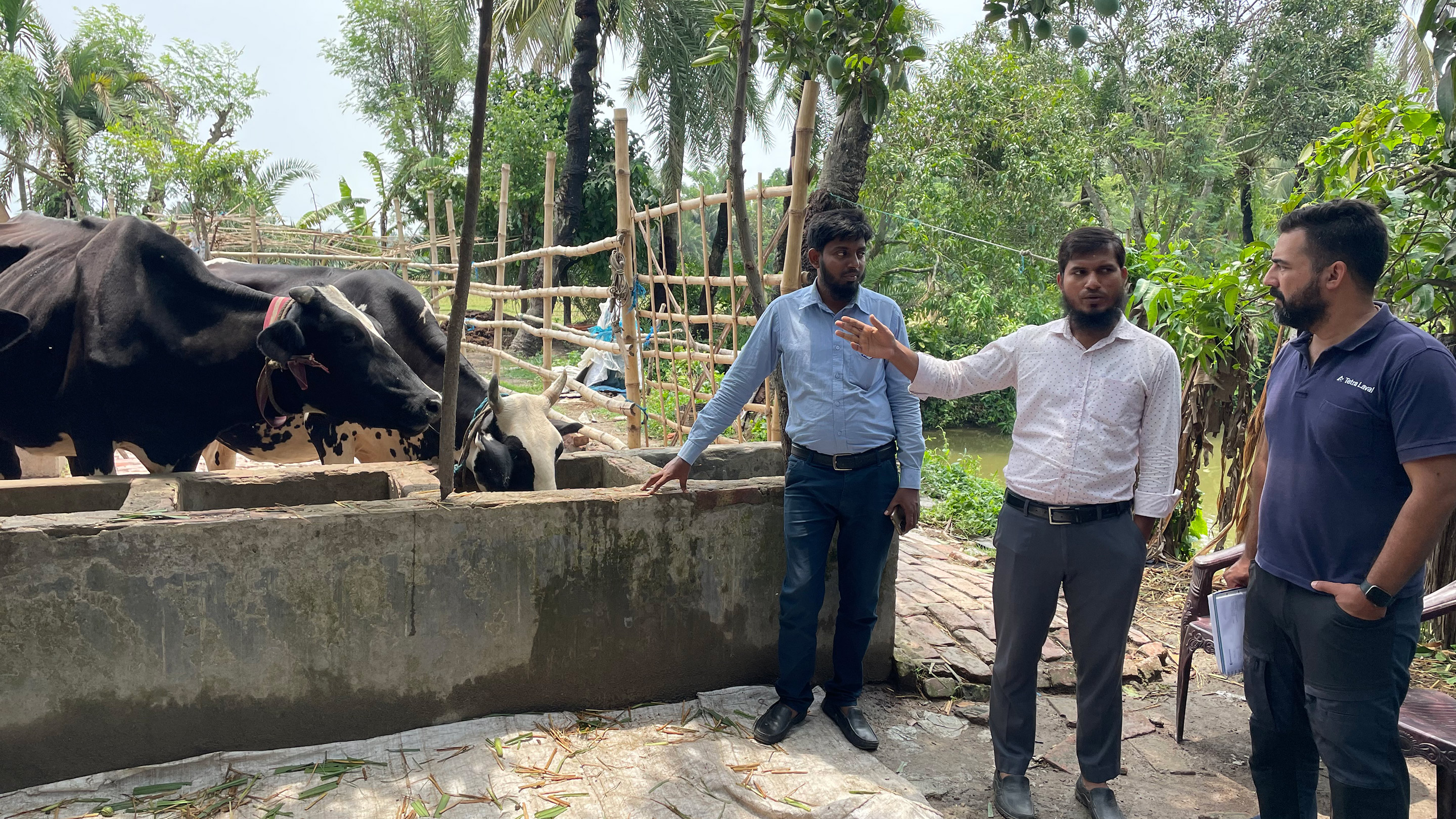 Dairy Hub in Bangladesh, farmers and cattle